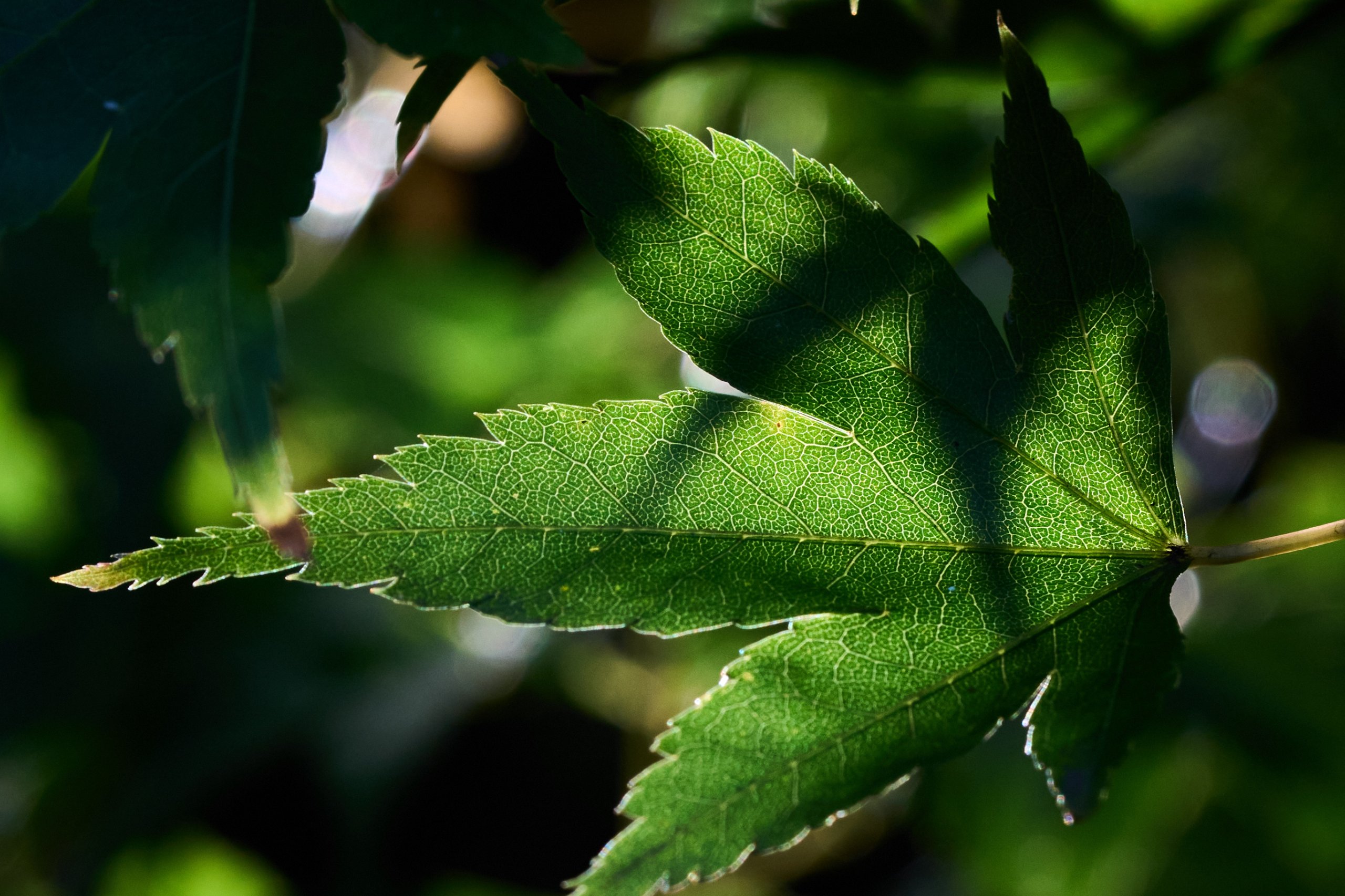 2025 11 02 Gruga 0028